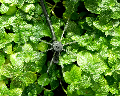 微喷灌：开启高效节水灌溉新时代