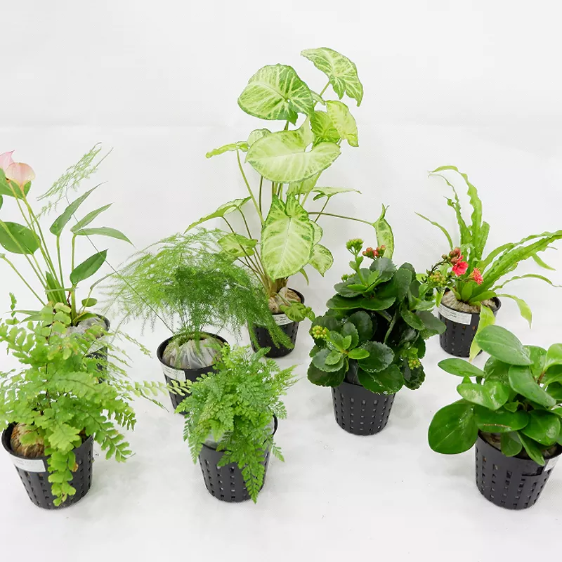 PP材质3寸内花盆